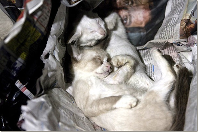 gatos_dalva gatos_dalva