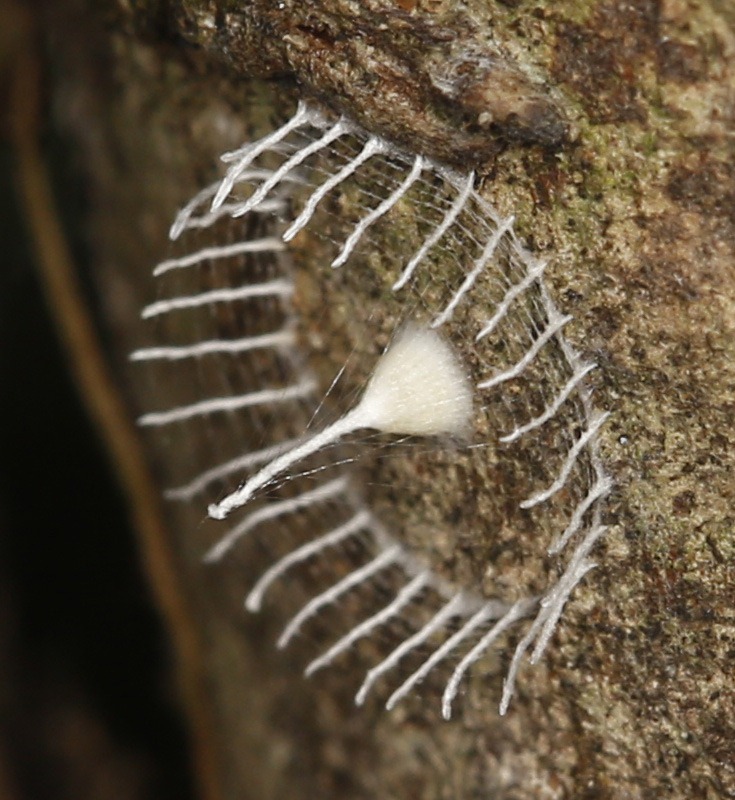 picket-fence-cocoon-1 picket-fence-cocoon-1