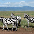 Zebras im Ngorongorokrater © Foto: Ulrike Pârvu | Outback Africa Erlebnisreisen