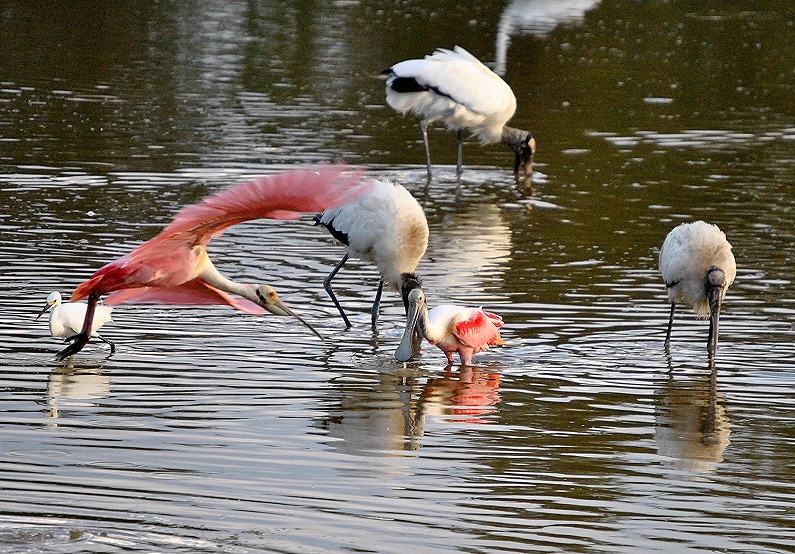 [10b---Roseate-Spoonbill-time-to-leav%255B3%255D.jpg]