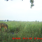 nichols deer 196.JPG