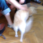 Wrotswog the hostel dog!