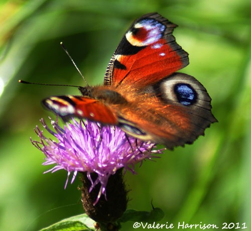 [4-peacock%255B2%255D.jpg]