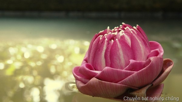 [phap%252520tu%252520tu%252520cua%252520tang%25255B15%25255D.jpg]