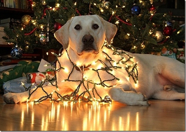 Foto Cani Di Natale.Approdo Sicuro Cani E Alberi Di Natale