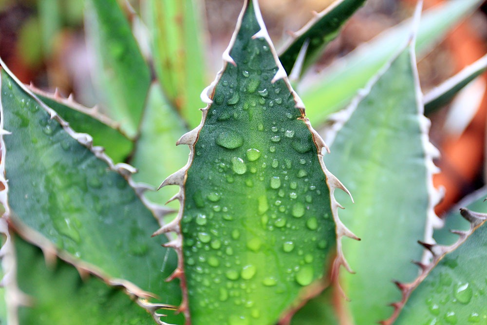 [130331_Agave-ghiesbrechtii_01%255B10%255D.jpg]