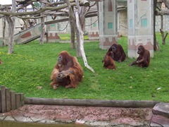 2005.05.06-032 orangs-outangs 2005.05.06-032 orangs-outangs