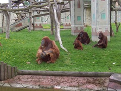 2005.05.06-032 orangs-outangs