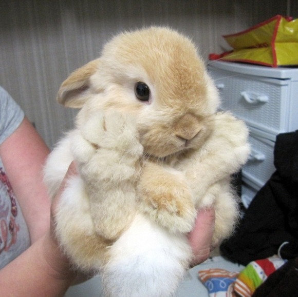 big-cute-bunny