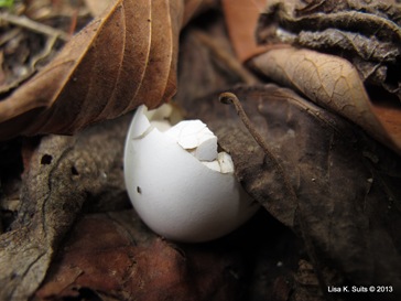 egg egg