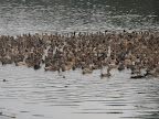 Ducks (they are kept as livestock)