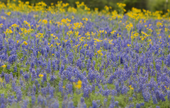 Copelyn Springs Road Chappell Hill TX 5