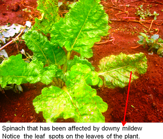 [downy%2520mildew%2520in%2520spinach1%255B6%255D.png]