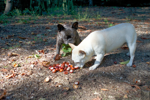 Long ago, horse-chestnut seeds were used in France and Switzerland for whitening hemp, flax, silk and wool. The nuts contain a soapy juice, good for washing fabric. Long ago, horse-chestnut seeds were used in France and Switzerland for whitening hemp, flax, silk and wool. The nuts contain a soapy juice, good for washing fabric.