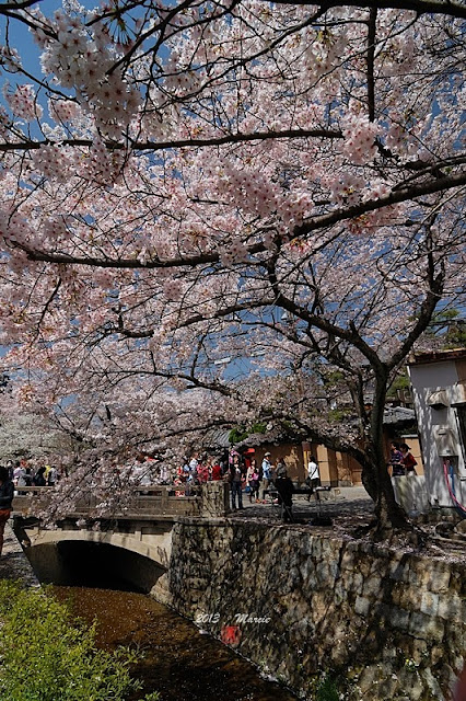 京都哲學之道櫻花