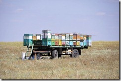 08-19 027 800X marchands de miel- transport de ruches