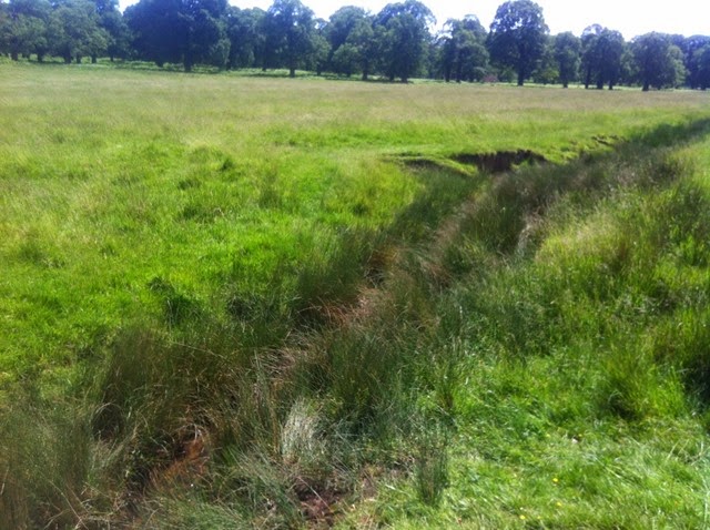 Ditch in Richmond Park where Helodrilus oculatus was found