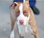 Hazel, from New York City found her forever home thanks to Pet Pardons!
