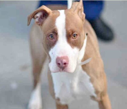 Hazel, from New York City found her forever home thanks to Pet Pardons!