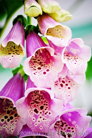 [foxglove%255B14%255D.jpg]