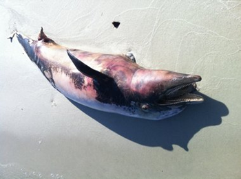 This dolphin was found on the Mobile Bay side of the Fort Morgan peninsula Saturday morning, 8 October 2011, one of four found since Friday. The death brings the total number of dead dolphins found since the BP oil spill to more than 400. Federal officials say an 'Unusual Mortality Event' has been declared for the Gulf's dolphin population, which have been dying at a rate 5 to 10 times higher than average. John C.S. Pierce via blog.al.com