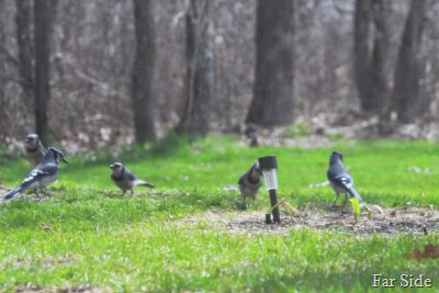 Blue Jays