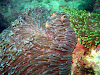  Koh Lipe Resimleri Fotoğrafları
