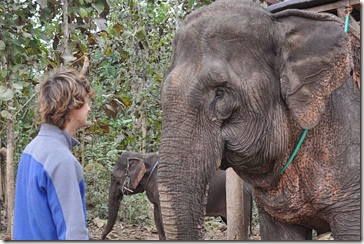 Laos Luang Prabang Elephant mahout course 140202_0084