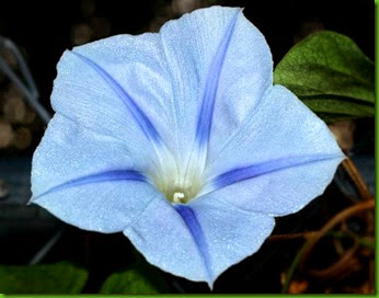 Ipomoea Blue Star