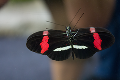 Cockrell Butterfly Center Cockrell Butterfly Center