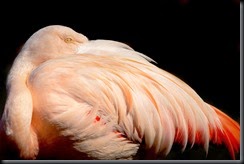 Chilean_Flamingo_0410