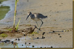 western Willet (Catoptrophorus semipalmatus inornatus), Short-billed Dowitcher - Limnodromus griseus western Willet (Catoptrophorus semipalmatus inornatus), Short-billed Dowitcher - Limnodromus griseus