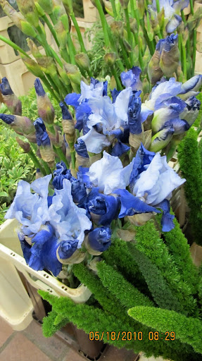 Bearded Iris was my favorite flower when I was a kid.