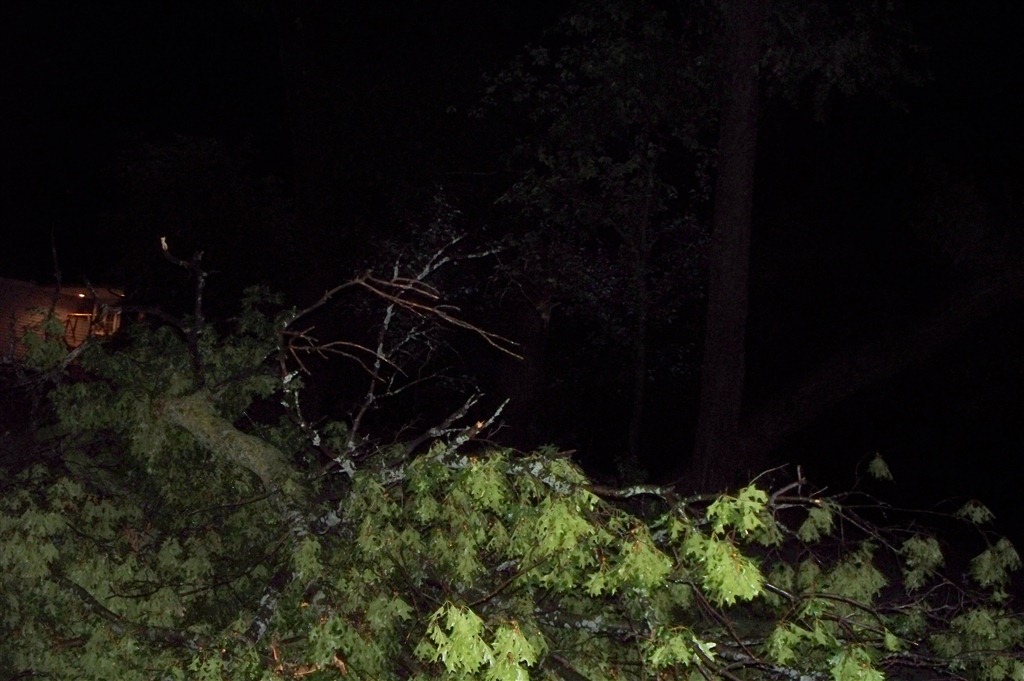 [Theres%2520a%2520Tree%2520in%2520our%2520House_0015%255B3%255D.jpg]