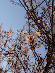 Eu não cansava de admirar as flores em Portugal! Sempre lindas! - 16/02/09.