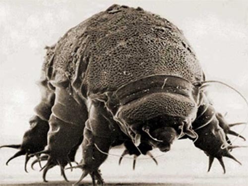 [tardigrad888osoaguia%255B4%255D.jpg]