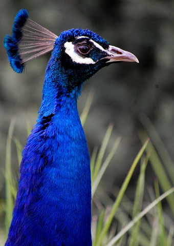 [aviary182.jpg]
