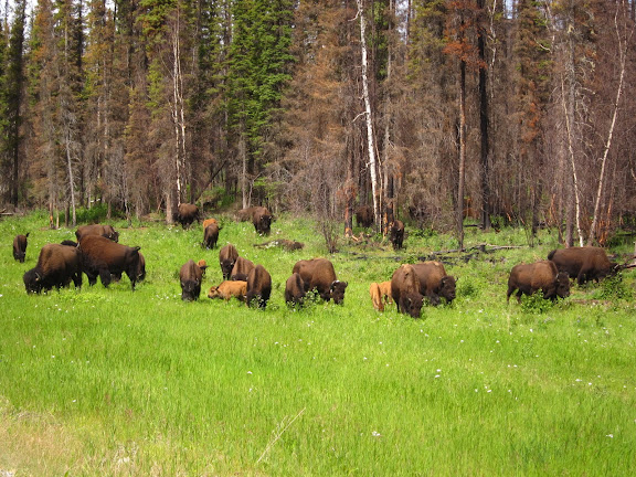  &ndash; Bison
