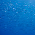 Pc297056