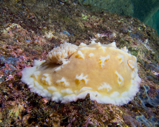 P5053271