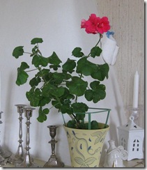 Bloggbilder 022
