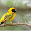 Weaver0154.jpg