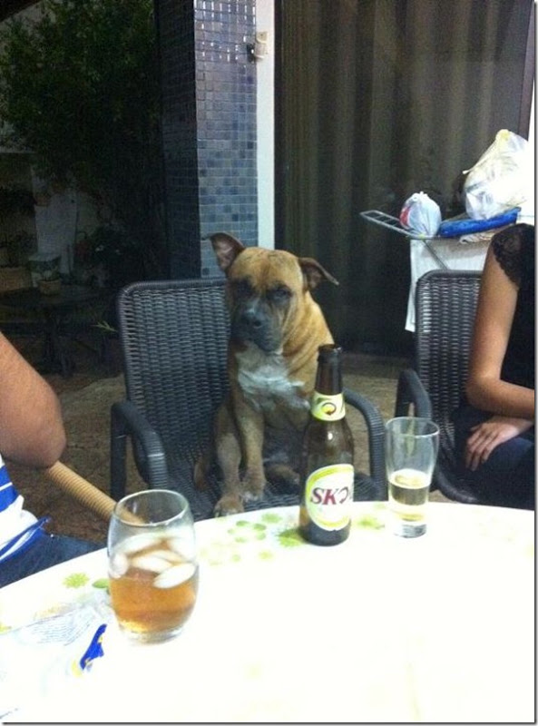 Brutus tomando uma cerveja com os amigos do patinhas carentes