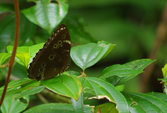 Morpho achilles huebneri (LE MOULT, 1931). Carbets de Coralie (Crique Yaoni), 2 novembre 2012. Photo : J.-M. Gayman