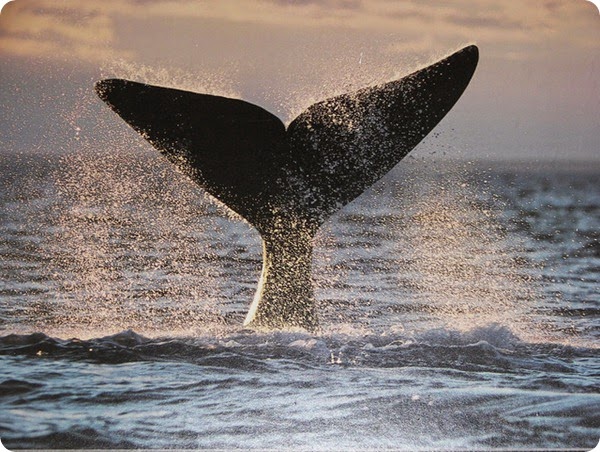 ballenas