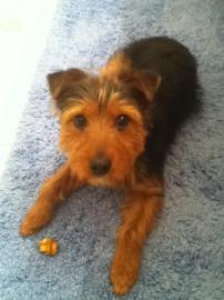 Rocky, from Romeoville, Illinois.