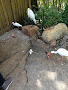 cannibalbirds.jpg