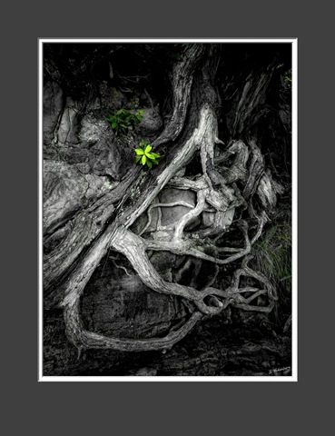 [P1440055APohutakawa26x20inchPrint4.jpg]