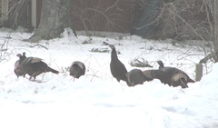 Blizzard 2.12.2013 turkeys in yard2