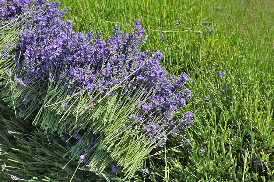 [110710_Mt_Shasta_Lavender_Farm_4411.jpg]